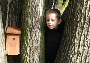 Budka lęgowa dla ptaków zawieszona między pniami drzewa, obok widać głowę chłopca.